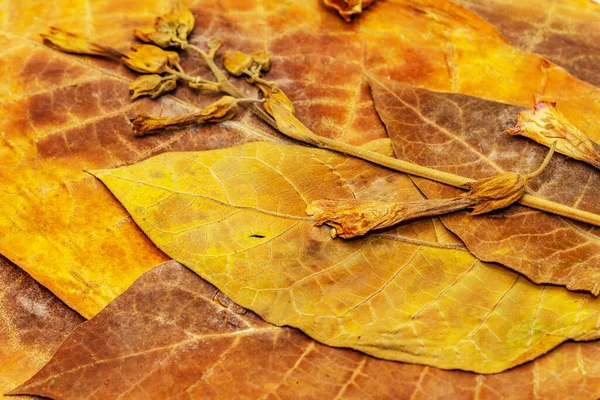 Грубые Сухие Табачные Листья Цветы Высококачественный Большой Лист Готовый Изготовлению — стоковое фото