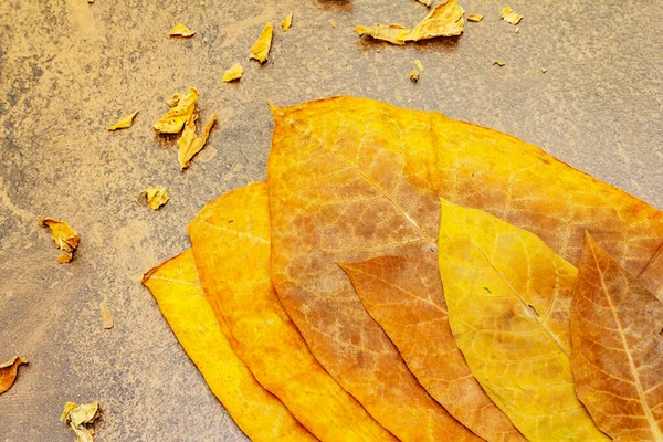 Rough Dry Tobacco Leaves High Quality Big Leaf Ready Made — Stock Photo, Image