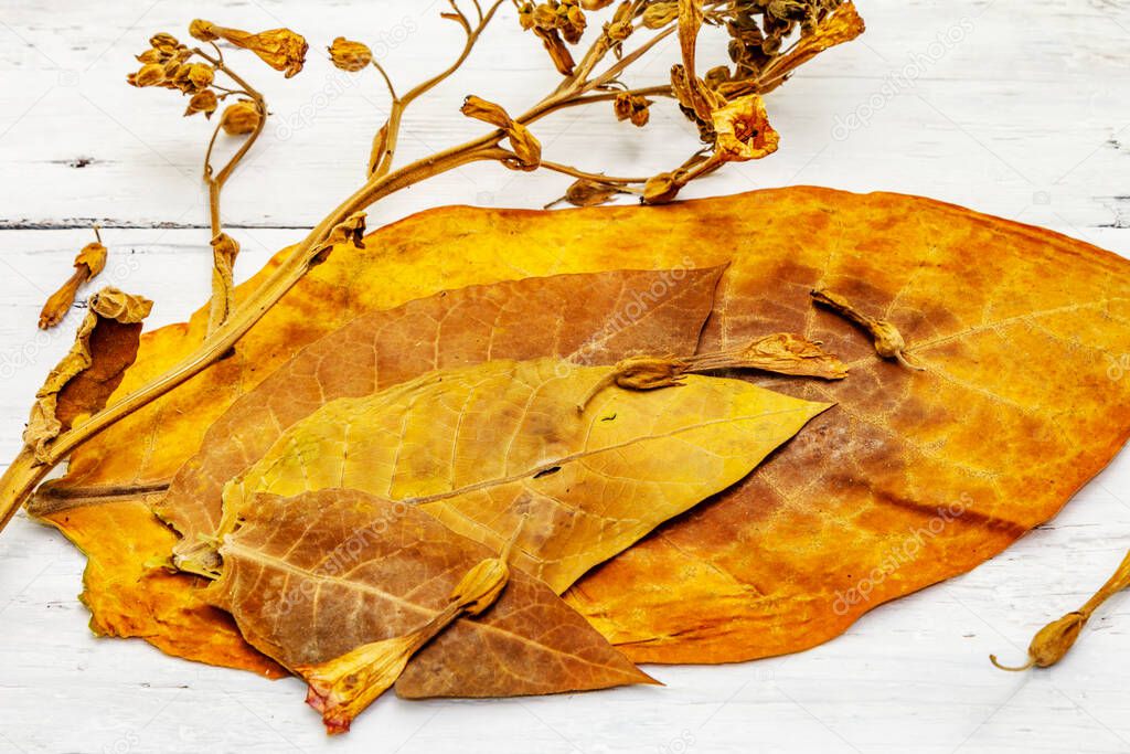 Rough dry tobacco leaves and flowers. High quality big leaf ready to be made cigarettes. White wooden boards background, close up