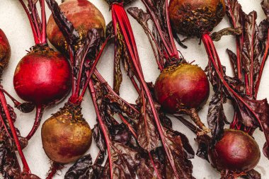 Hafif beton arka planda yaprakları olan taze pancar kökü. Sağlıklı bitki temelli gıda, yerel ürün hasadı, üst görünüm