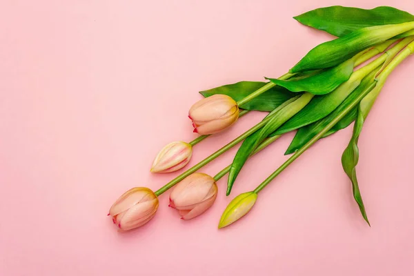 Gentle Bouquet Tulips Isolated Light Pink Background Valentine Day Wedding - Stock-foto