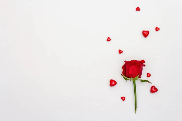 Red Hearts Fresh Fragrant Rose Isolated White Background Valentine Day — Foto de Stock