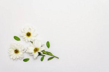 Fresh fragrant chrysanthemums isolated on white background. Valentine's day or Wedding romantic concept, top view, copy space, flat lay