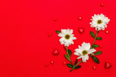 Red hearts and fresh fragrant chrysanthemums isolated on red background. Valentine's day or Wedding romantic concept, top view, copy space, flat lay