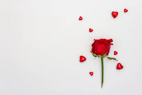 Red Hearts Fresh Fragrant Rose Isolated White Background Valentine Day — Foto de Stock