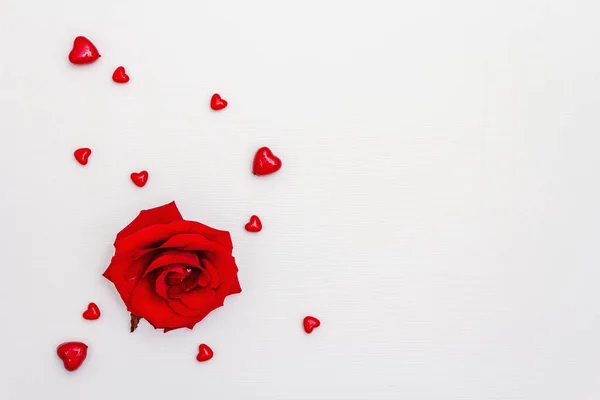 Red Hearts Fresh Fragrant Rose Isolated White Background Valentine Day — Foto de Stock