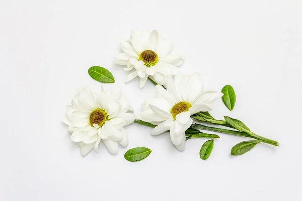 Fresh Fragrant Chrysanthemums Isolated White Background Valentine Day Wedding Romantic — ストック写真