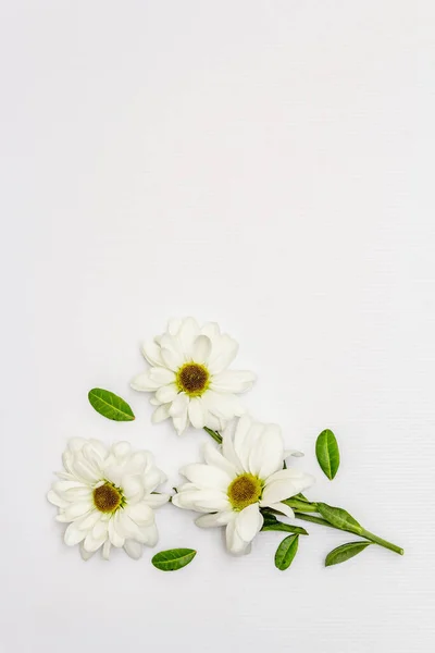 Fresh Fragrant Chrysanthemums Isolated White Background Valentine Day Wedding Romantic — ストック写真