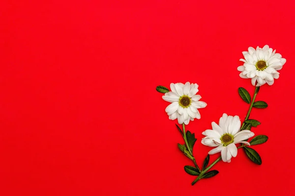 Fresh Fragrant Chrysanthemums Isolated Red Background Valentine Day Wedding Romantic — Foto de Stock