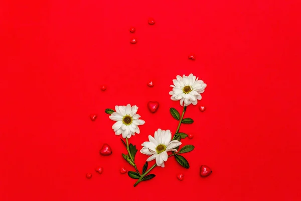 Red Hearts Fresh Fragrant Chrysanthemums Isolated Red Background Valentine Day — Foto de Stock