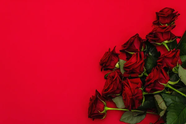 一束新鲜的勃艮第玫瑰 背景为淡红色 芬芳的红花 情人节 婚礼或生日礼物的概念 — 图库照片