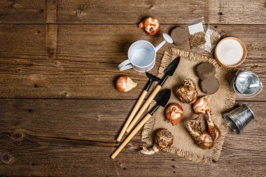Bahar ekimi ve bahçıvanlık kavramı. Aletler, sulama kutusu, taze lale soğanları, kovalar, kum, tohumlar. Ahşap arkaplan, üst manzara
