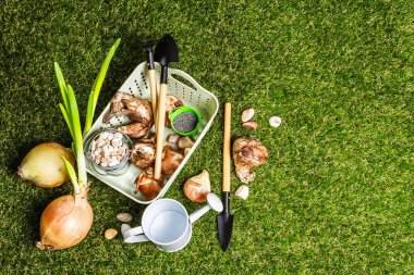 Spring planting and gardening concept. Tools, watering can, fresh tulip bulbs, buckets, decorative stones, dark sand. Green grass background, top view clipart