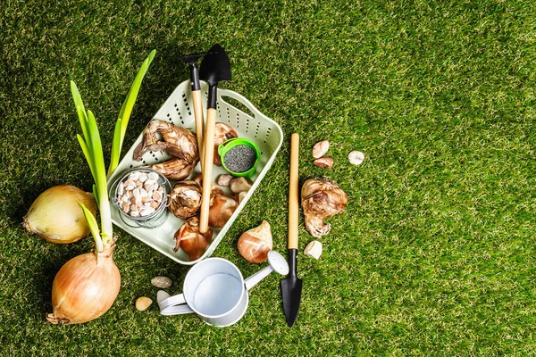 Spring Planting Gardening Concept Tools Watering Can Fresh Tulip Bulbs — Stock Photo, Image