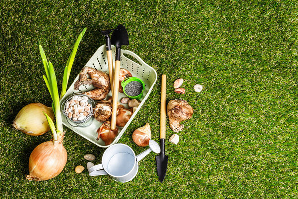 Spring planting and gardening concept. Tools, watering can, fresh tulip bulbs, buckets, decorative stones, dark sand. Green grass background, top view