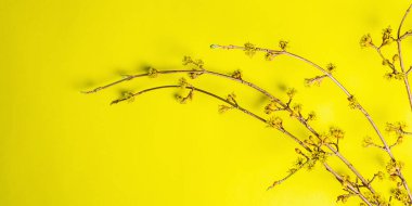 Sarı, güneşli bir arka planda çalı çırpı tomurcukları. Bahar, Paskalya ve iyi ruh hali konsepti, afiş biçimi