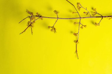 Sarı, güneşli bir arka planda çalı çırpı tomurcukları. Bahar, Paskalya ve iyi ruh hali konsepti, kopyalama alanı