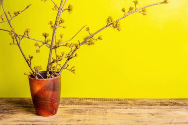 Sarı, güneşli bir zemin üzerinde seramik bir vazoda ağaç dalları açıyor. Bahar, Paskalya ve iyi ruh hali konsepti, metin için yer
