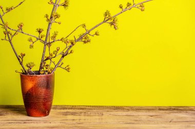 Sarı, güneşli bir zemin üzerinde seramik bir vazoda ağaç dalları açıyor. Bahar, Paskalya ve iyi ruh hali konsepti, metin için yer