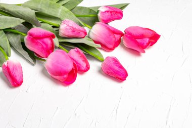 Beyaz alçı arka planda parlak pembe lalelerden oluşan bir buket. Bayram hediyesi, Paskalya, doğum günü, sevgililer günü veya düğün için tebrik kartı. Tatil konsepti, metin için bir yer