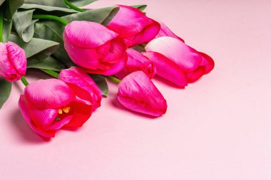 Mat pembe arka planda parlak pembe laleler. Bayram hediyesi, Paskalya, doğum günü, sevgililer günü veya düğün için tebrik kartı. Tatil konsepti, metin için bir yer