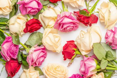 Beyaz arka planda izole edilmiş çeşitli çok renkli güller. Düğünler, doğum günleri, 8 Mart, anneler günü ya da sevgililer günü için festival konsepti. Tebrik kartı, düz yatak, model, şablon