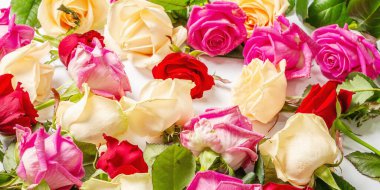 Beyaz arka planda izole edilmiş çeşitli çok renkli güller. Düğünler, doğum günleri, 8 Mart, anneler günü ya da sevgililer günü için festival konsepti. Tebrik kartı, düz yatak, model, şablon, pankart