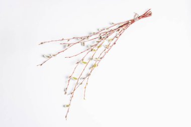 Beyaz arka planda izole edilmiş söğüt tozu. Söğüt fokları, tüylü tomurcuklar. Mutlu Paskalyalar