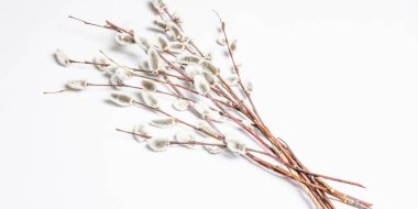 Beyaz arka planda izole edilmiş söğüt tozu. Söğüt fokları, tüylü tomurcuklar. Mutlu Paskalyalar