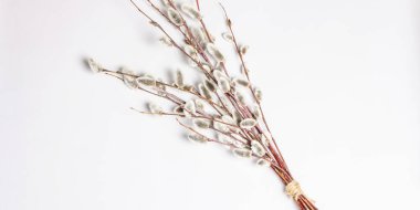 Beyaz arka planda izole edilmiş söğüt tozu. Söğüt fokları, tüylü tomurcuklar. Mutlu Paskalyalar, Banner