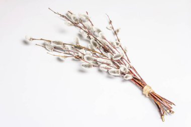 Beyaz arka planda izole edilmiş söğüt tozu. Söğüt fokları, tüylü tomurcuklar. Mutlu Paskalyalar