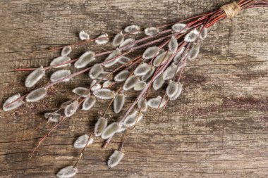 Eski ahşap arka planda söğüt tozu. Söğüt fokları, tüylü tomurcuklar. Mutlu Paskalyalar