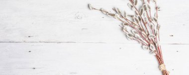 Eski tahta arka planda söğüt tozu. Söğüt fokları, tüylü tomurcuklar. Mutlu Paskalyalar, Banner