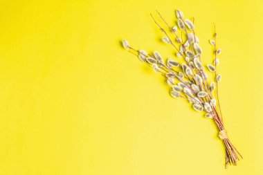 Sarı arka planda izole edilmiş söğüt tozu. Söğüt fokları, tüylü tomurcuklar. Mutlu Paskalyalar