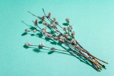 Söğüt tozu pastel turkuaz arka planda izole edilmiş. Söğüt fokları, tüylü tomurcuklar. Mutlu Paskalyalar. Modaya uygun sert ışık, koyu gölge, düz uzanma, model, şablon