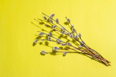 Söğüt tozu parlak sarı arka planda izole edilmiş. Söğüt fokları, tüylü tomurcuklar. Mutlu Paskalyalar. Modaya uygun sert ışık, koyu gölge, düz uzanma, model, şablon