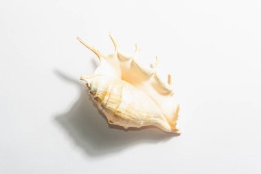 Beyaz arka planda tek bir deniz kabuğu var. Tatil konsepti, deniz kartı. Modaya uygun sert bir ışık, karanlık gölge, düz uzanma, model, şablon