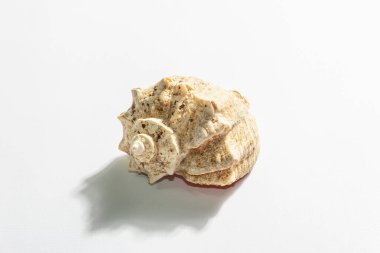 Beyaz arka planda tek bir deniz kabuğu var. Tatil konsepti, deniz kartı. Modaya uygun sert bir ışık, karanlık gölge, düz uzanma, model, şablon