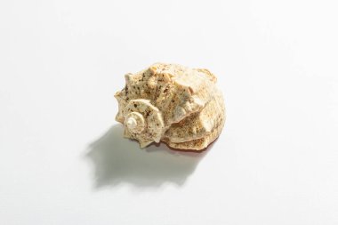 Beyaz arka planda tek bir deniz kabuğu var. Tatil konsepti, deniz kartı. Modaya uygun sert bir ışık, karanlık gölge, düz uzanma, model, şablon