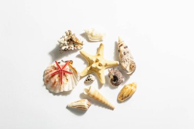 Deniz kabukları, denizyıldızı ve beyaz arka planda izole edilmiş çeşitli yumuşakçalardan oluşmaktadır. Tatil konsepti, deniz kartı. Modaya uygun sert bir ışık, karanlık gölge, düz uzanma, model, şablon