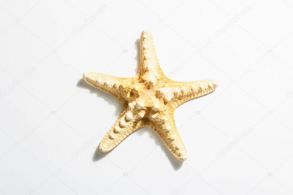 Single starfish isolated on white background. A modern hard light, dark shadow, flat lay, mockup, template, top view