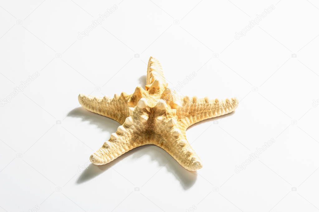 Single starfish isolated on white background. A modern hard light, dark shadow, flat lay, mockup, template