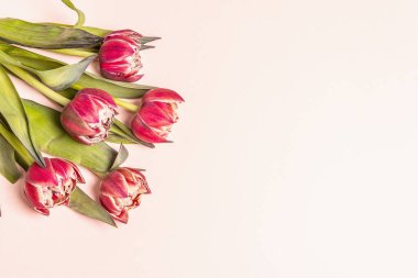 Pembe ve kırmızı tonlarda alışılmadık laleler. Taze çiçekler, bayram hediyesi konsepti. Pastel pembe arkaplan, metin için bir yer