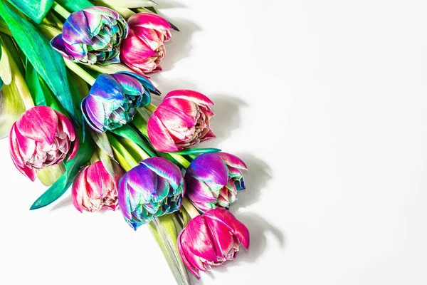 Ramo Tulipanes Multicolores Inusuales Aislados Sobre Fondo Blanco Luz Dura — Foto de Stock