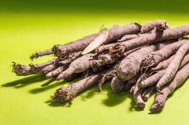 Soyulmamış taze Scorzonera mahsulü ya da İspanyol tuzlusu. Modern sebzeler, sağlıklı yiyecekler, şeker hastaları için uygun. Modaya uygun sert ışık, koyu gölge, pastel yeşil arkaplan, metin için yer