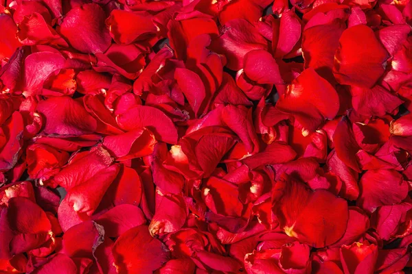 Fresh Red Roses Petals Background Trendy Hard Light Dark Shadow — Stock Photo, Image
