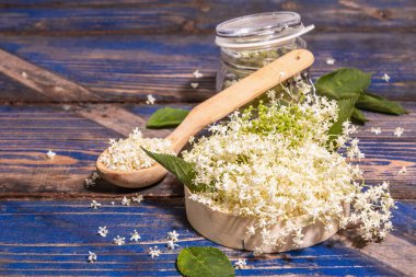 Taze mürver çiçekleri. Sağlıklı gıda konsepti için. Modern sert ışık, karanlık gölge. Mavi vintage pano arkaplanı, kopyala