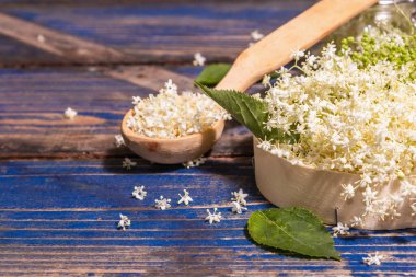 Taze mürver çiçekleri. Sağlıklı gıda konsepti için. Modern sert ışık, karanlık gölge. Mavi vintage pano arka planı, kapat