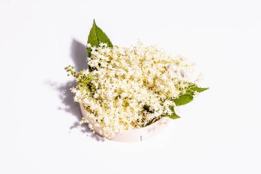 Beyaz arka planda taze mürver çiçekleri. Sağlıklı gıda konsepti için. Modern sert ışık, karanlık gölge