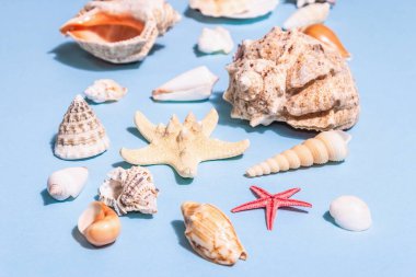 Yaz tatili kavramı. Pastel mavi arka planda çeşitli deniz kabukları. Modaya uygun bir sert ışık, koyu gölge, düz uzanma, metin için yer